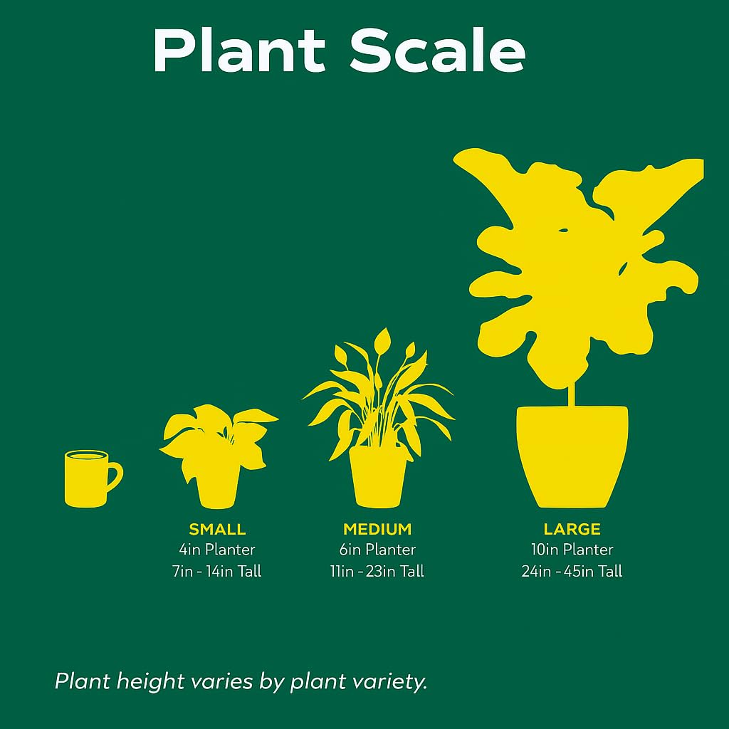 Rare Philodendron Variegated Ring of Fire | Live Plant for Indoor & Outdoor | for Living Room, Office, Bathroom | (4" Pot)