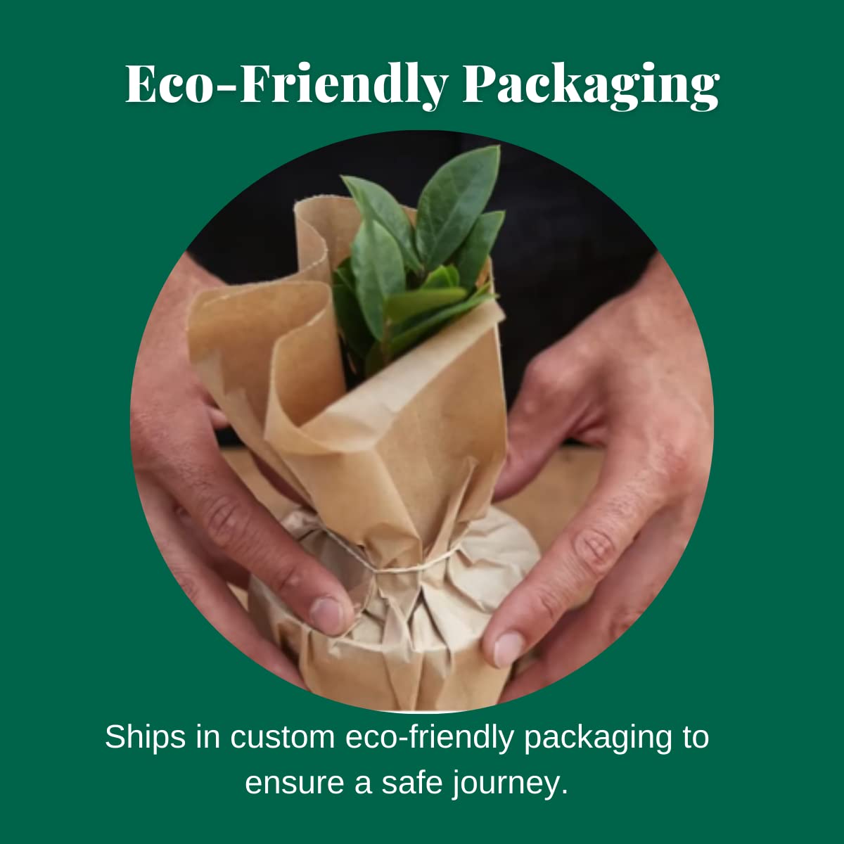 House Plant Shop | Lipstick 'Classic' - 6" Pot | Live Indoor Plant | Easy to Care | Natural Décor Plant | Great Gifts| Free Care Guide