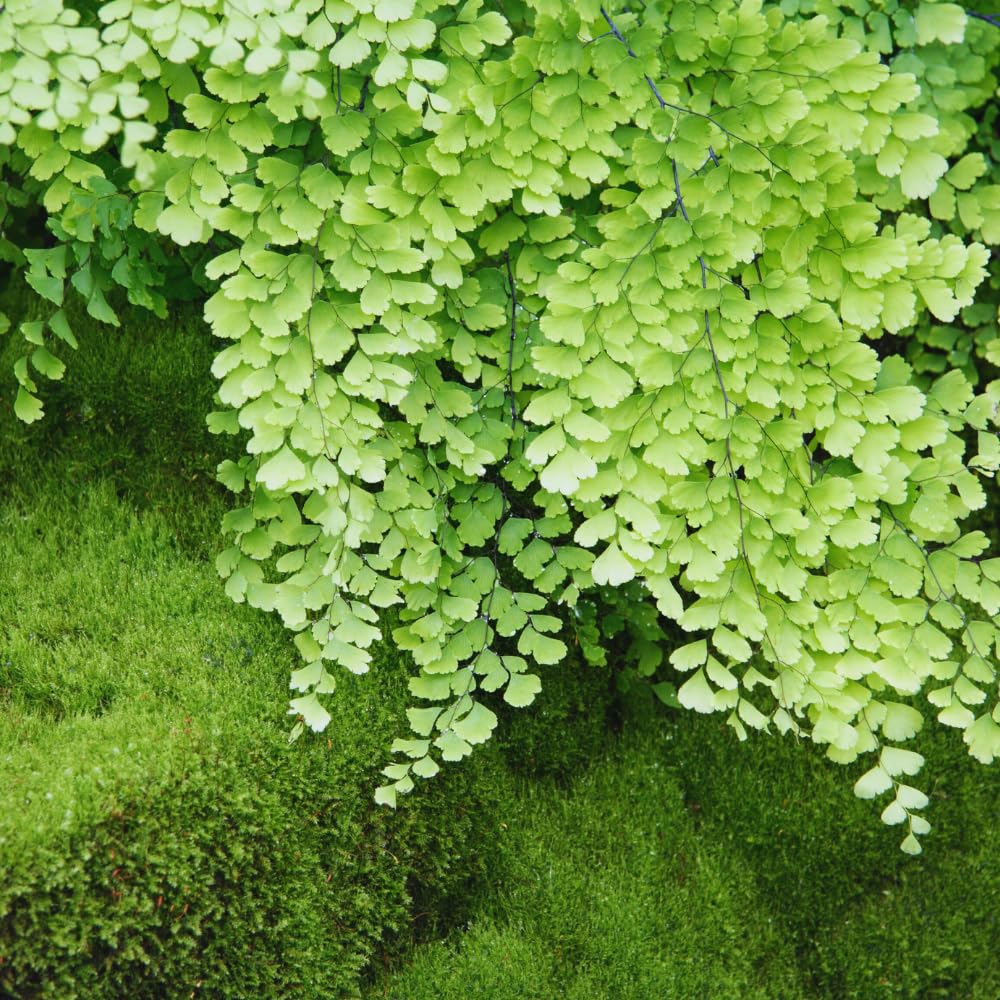 5 Fern Rhizomes, Maidenhair Fern Plants Live, Live Fern Plants, Fern Ground Cover Plants Live, Fern Live Plants, 5 Roots