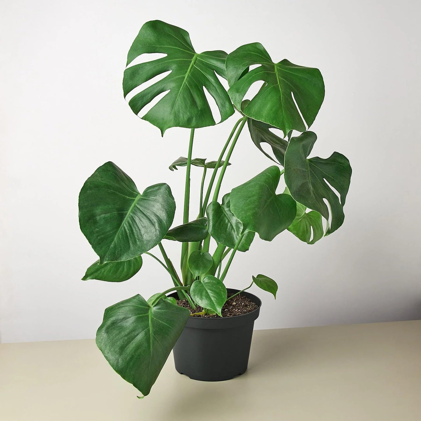 3 Pack Philodendron Monstera Split-Leaf in 4in Pot - Live Plants Tropical Houseplants | Variegated | USA Growers | The Snobby Leaf