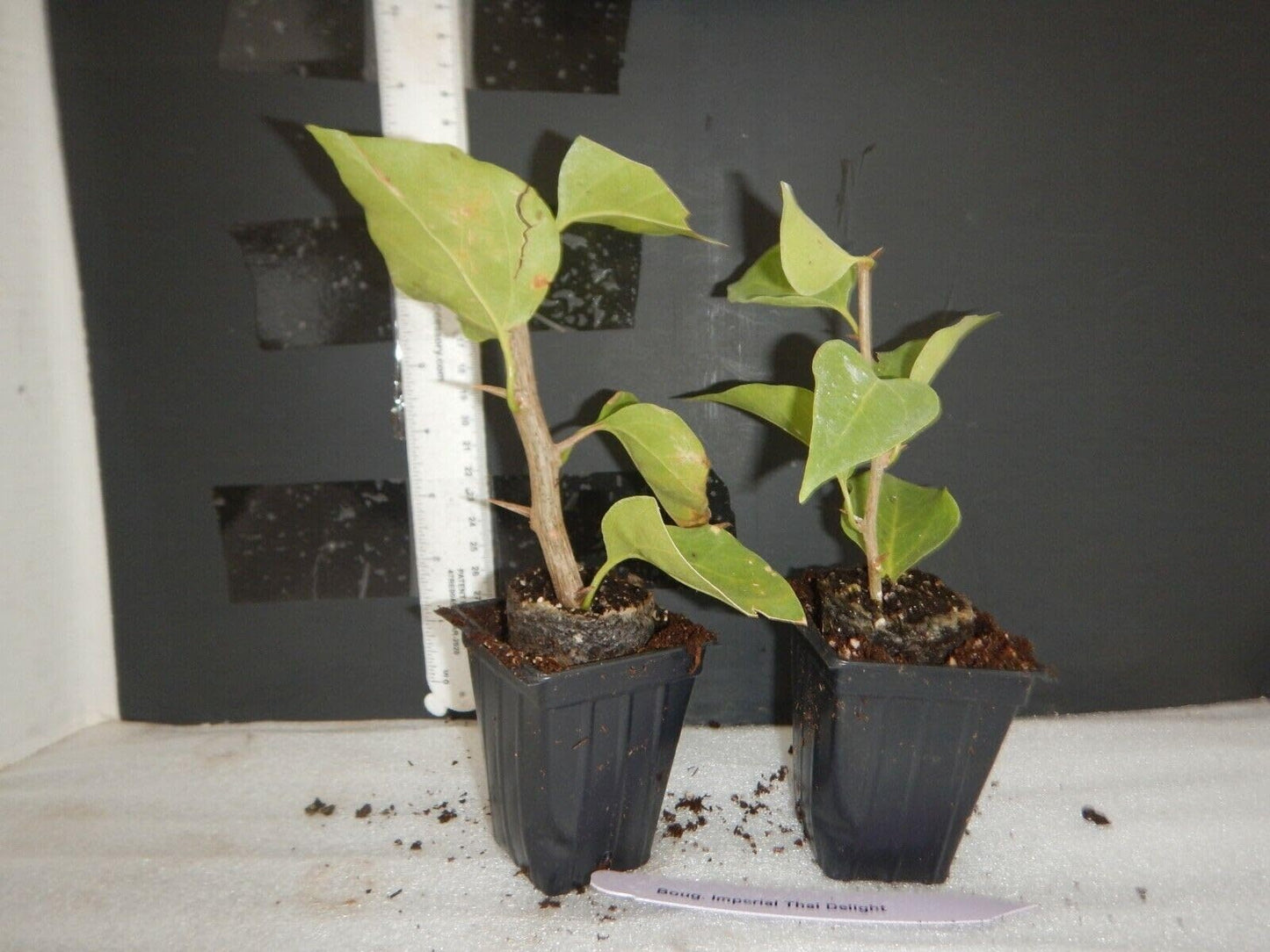 Live Plant - Ruby Bougainvillea Small Well Rooted Starter Plant