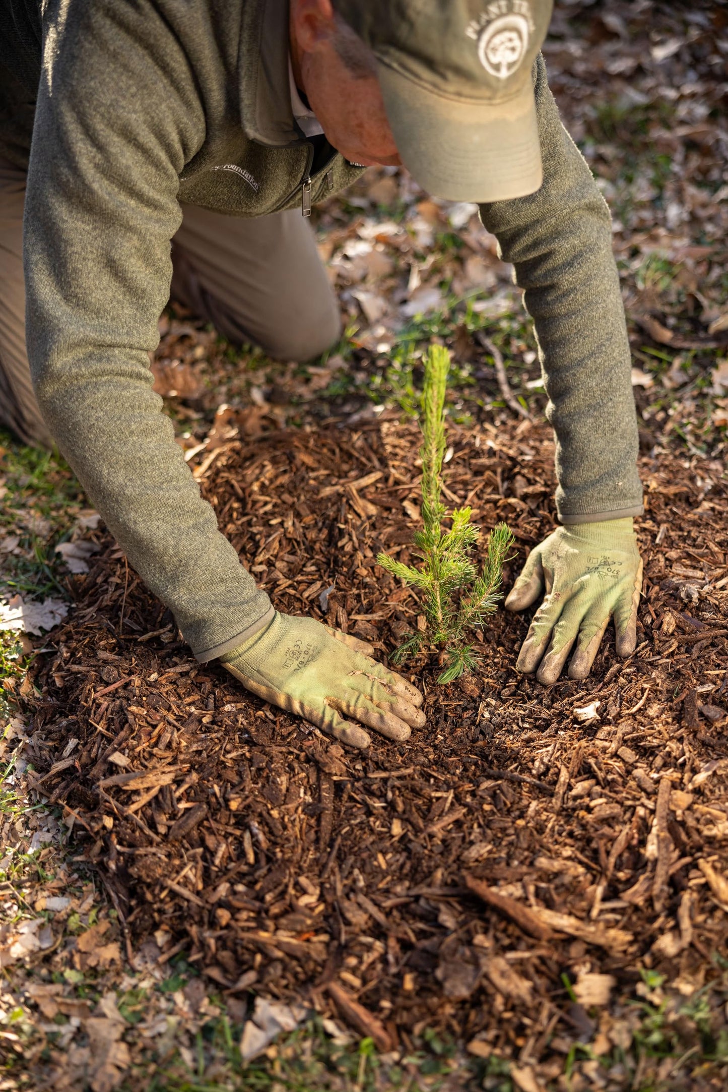 Black Hills Spruce Live Tree Plug Seedlings | 6"-12" | Arbor Day Foundation (10-Pack)