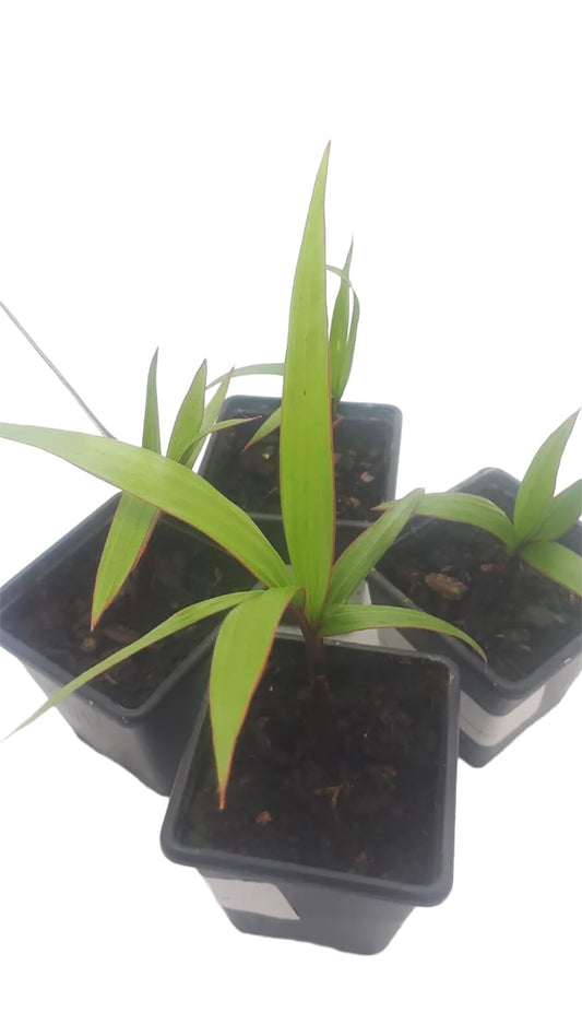 Hyophorbe lagenicaulis – Bottle Palm Tree | Live Palm, Seeds & Seedlings | Rare Tropical Bottle-Shaped Palm (No Pot) (5 Seedlings, 1)