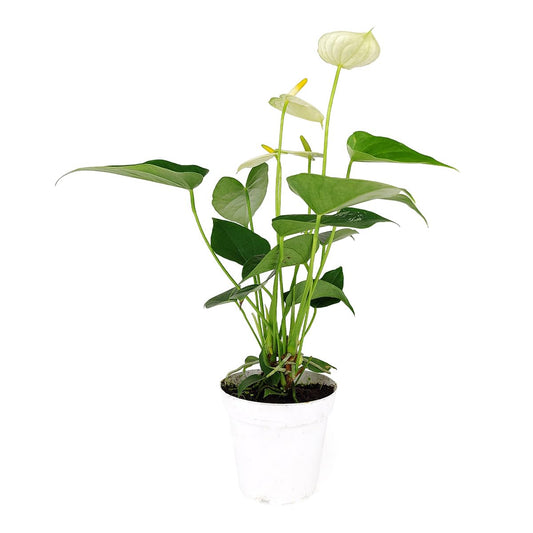 Live Indoor Flowering Houseplants, Anthurium White in 4" Grower Pot, Easy Care Houseplants