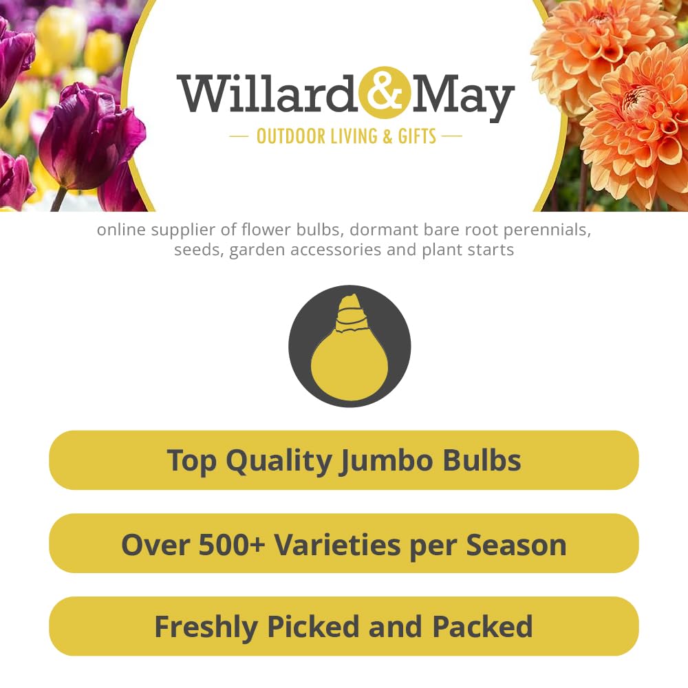 Rare Applique Daylily Flower Bulbs - Perennial Flower Bulbs - Attracts Butterflies and Hummingbirds - Good as Cut Flowers - Naturalizing - Perennializing