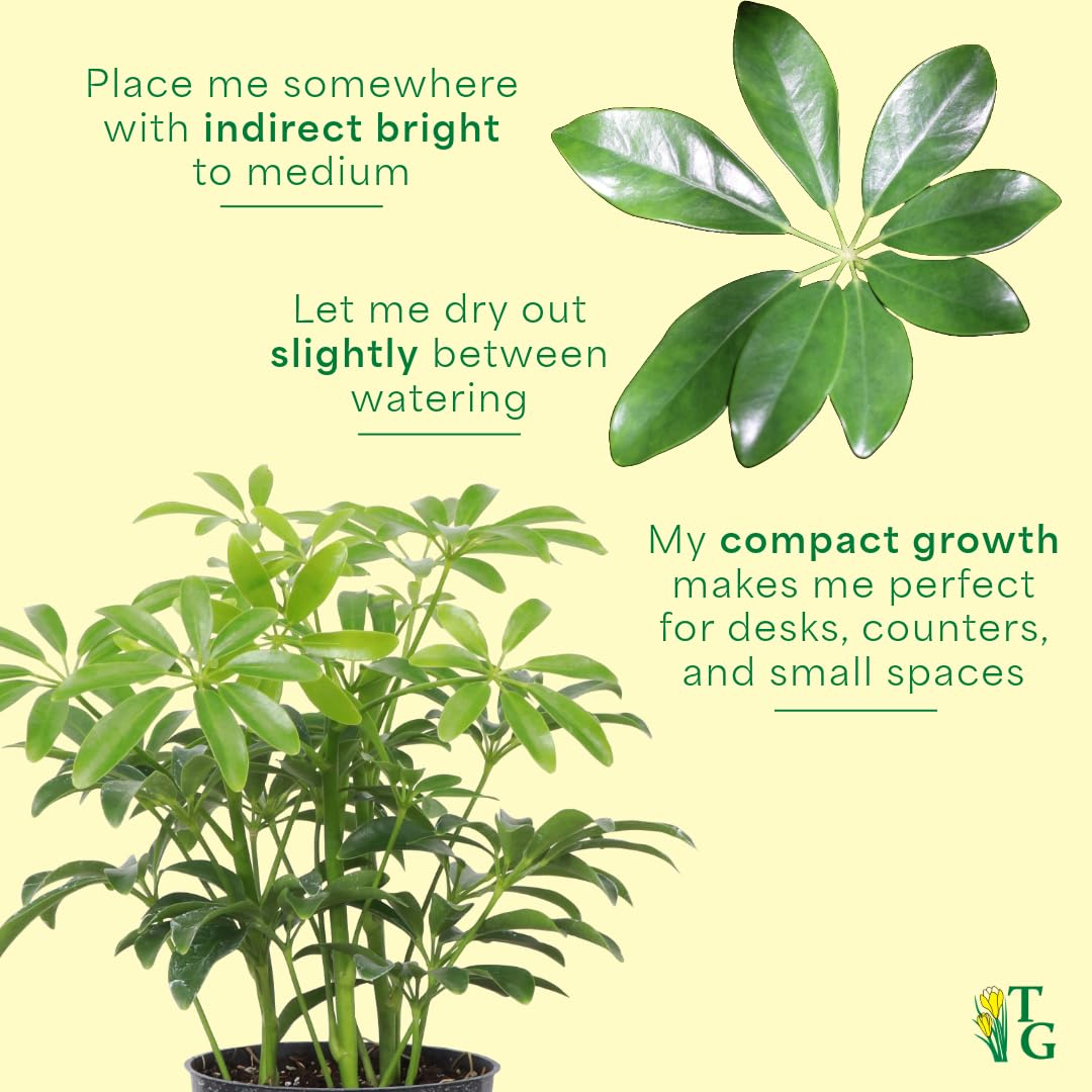 Thorsen's Greenhouse Live Arboricola Umbrella Tree Plant, Schefflera Arboricola, Natural Air Purifier, Easy to Grow, Live Indoor Houseplant, 4-inch Diameter (Brushed Silver)