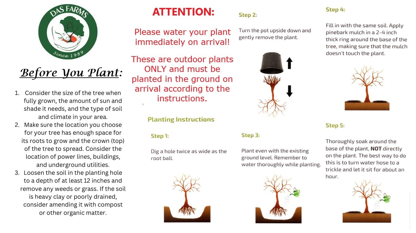Scarlet Beauty Plum Tree - Self Pollinating Live Fruit Plant Shipped 3 Feet Tall by DAS Farms