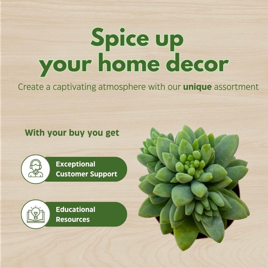 BubbleBlooms Succulent Assortment 2 inch Set of 6, echeveria, kalanchoe and More Variety