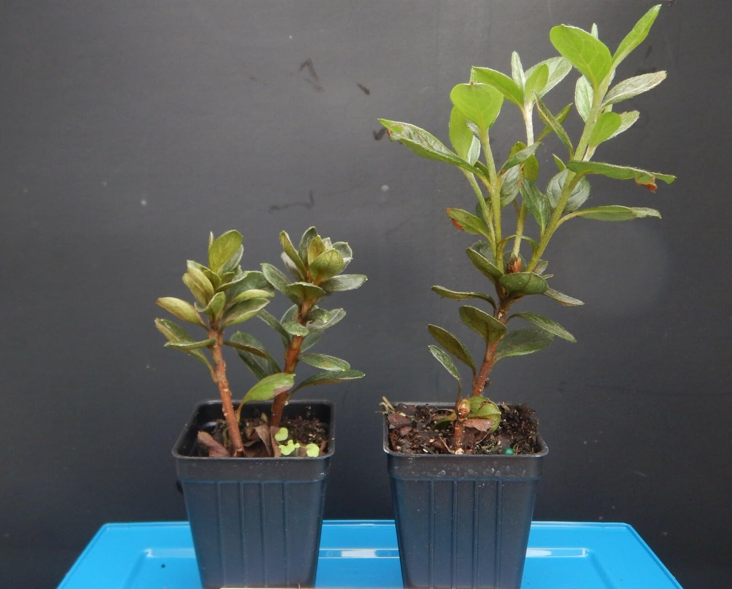 Live Plant - Gwenda Azalea Rhododendron Deciduous Starter Plant Very Ruffled Soft Pink