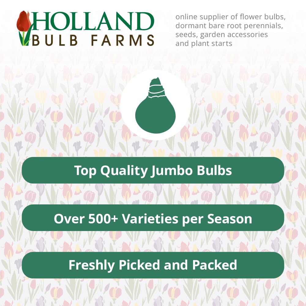 Rosemond Cole Canna Flower Bulbs - 3 Bulbs Per Pack - Attracts Butterflies and Hummingbirds - Deer Resistant - Grows Well in Containers