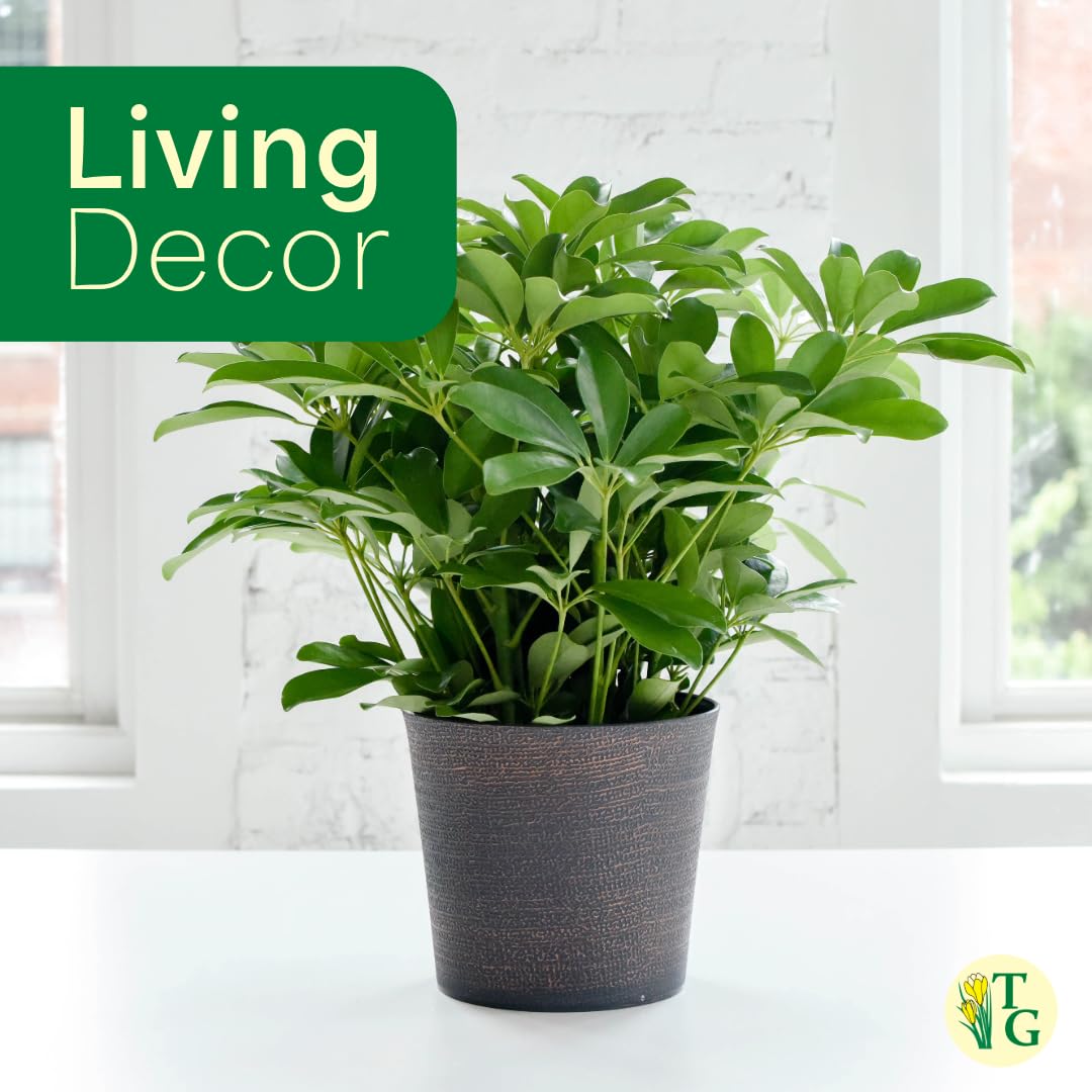 Thorsen's Greenhouse Live Arboricola Umbrella Tree Plant, Schefflera Arboricola, Natural Air Purifier, Easy to Grow, Live Indoor Houseplant, 6-inch Diameter (Growers Pot (6" Pot))