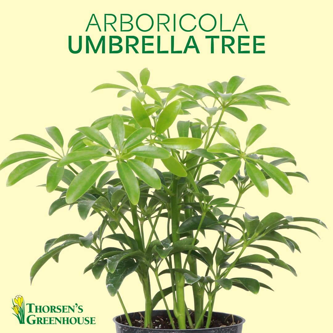 Thorsen's Greenhouse Live Arboricola Umbrella Tree Plant, Schefflera Arboricola, Natural Air Purifier, Easy to Grow, Live Indoor Houseplant, 4-inch Diameter (Coffee)