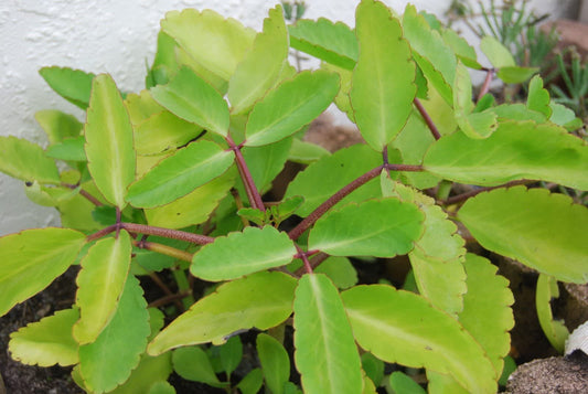 Color KALANCHOE PINNATA Miracle Leaf air Plants Bryophyllum Pinnatum 4" Plant , Succulent, Cactus, for Home and Garden