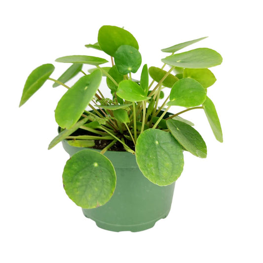 Pilea Peperomioides (4" Grower Pot) - Air-Purifying Bright Light Houseplant - Easy to Care Houseplant Decoration for Office and Apartment