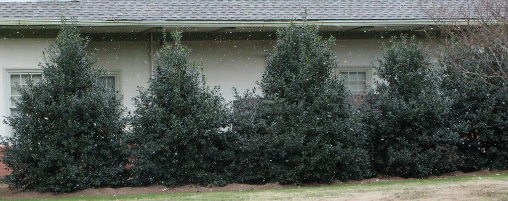 Nellie R Stevens Holly - Holiday Color - Live Plant Shipped 1 to 2 Feet Tall by DAS Farms (No California)