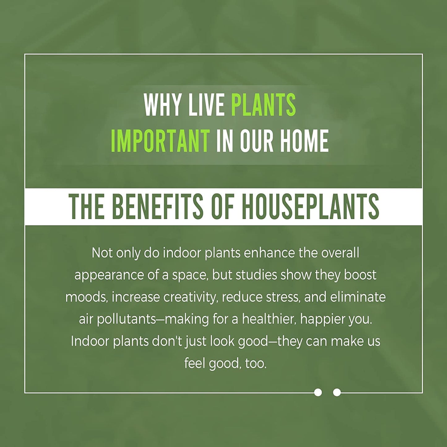 LEAL PLANTS ECUADOR Alocasia Micholitziana Exotic Green Velvet Zebra Plant | Live Indoor Houseplant | Elephant Ear Houseplant for Home Décor | Green Velvet Alocasia | Taro Plant
