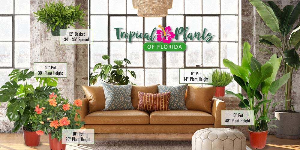 Kangaroo Fern Plant - Live Fern Green Foliage - Overall Height 18inch to 22inch - 1 Gallon Pot - Tropical Plants of Florida (Plant + Fertilizer)