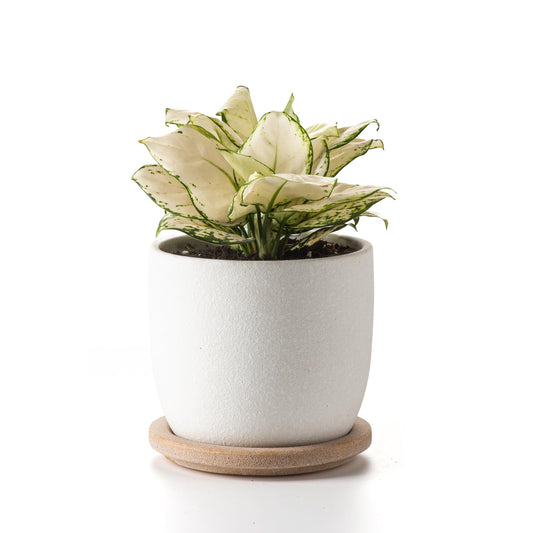 POITONRU Ceramic Flower Pots Indoor-Outdoor: 5.75 Inch Planters with Drainage Holes & Saucer - Modern Decorative Plant Pots Ceramic for Home Gardeners (White)