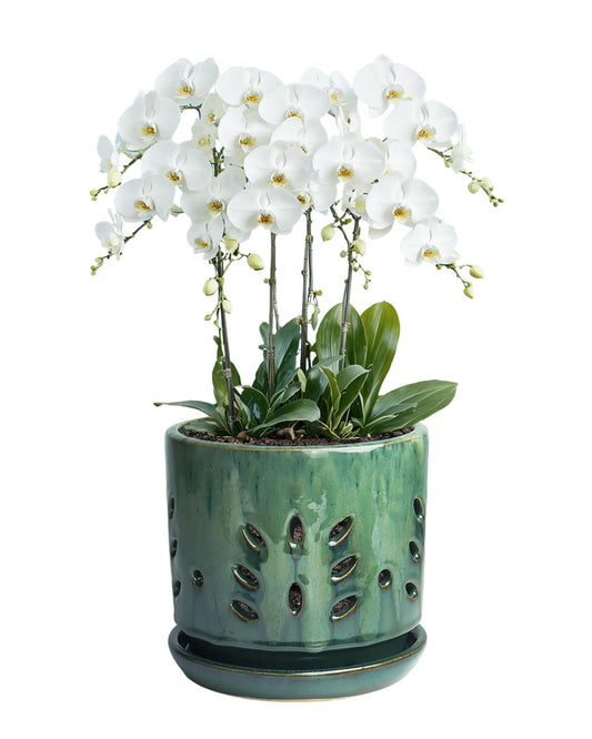 vensovo 6 Inch Ceramic Orchid Pots with Holes - Round Orchid Pots for Repotting, Garden Planter Indoor and Outdoor with Attached Saucer Supports Air Circulation(Green)