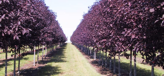 50 Purple Chokecherry Tree Seeds for Planting - Shubert Chokecherry, Prunus virginiana Shubert
