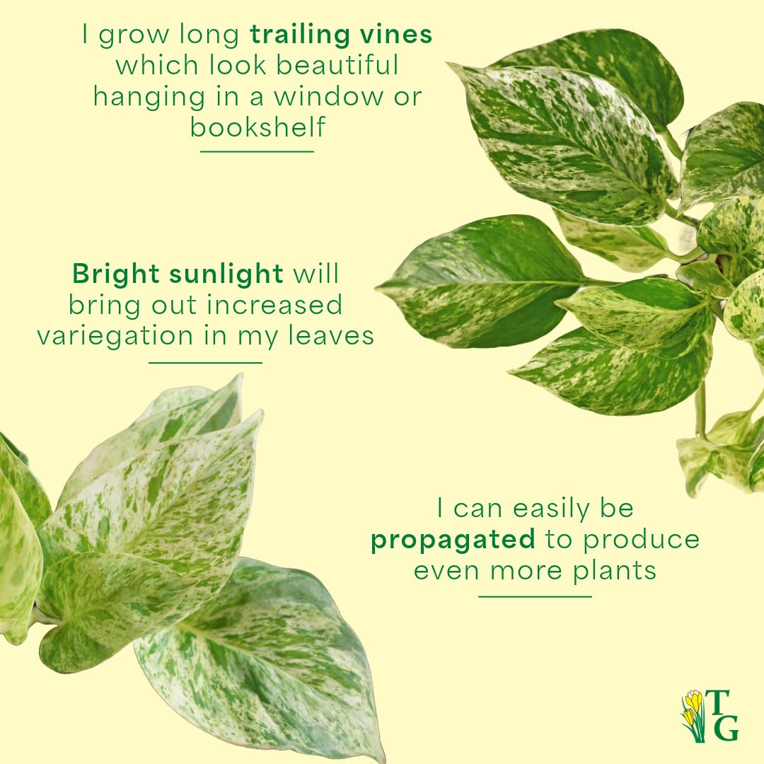 Thorsen's Greenhouse Marble Queen Pothos, Live Indoor Plant, Easy to Grow, Rare Variegated Houseplant, Natural Air Purifier, 6-inch Diameter Pot (Chocolate)