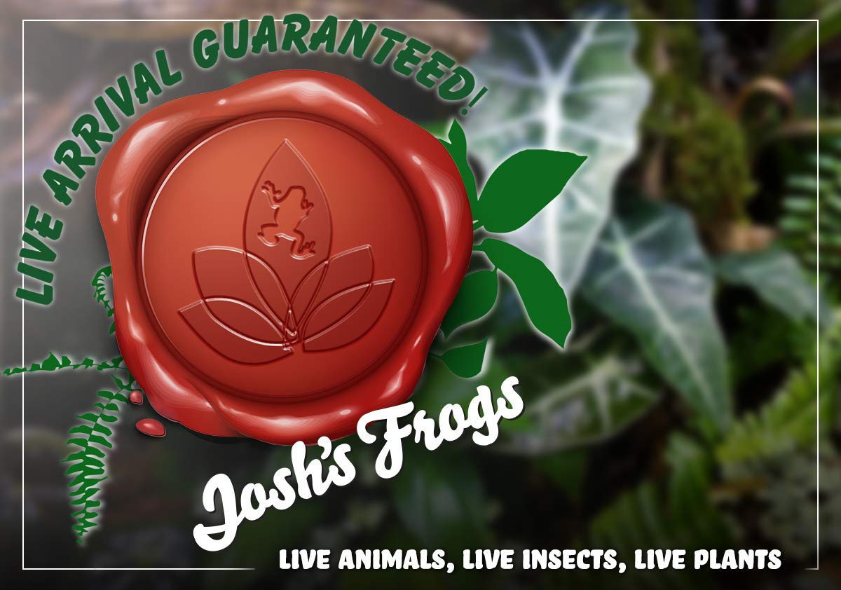 Josh's Frogs Ficus pumila 'Creeping Fig'