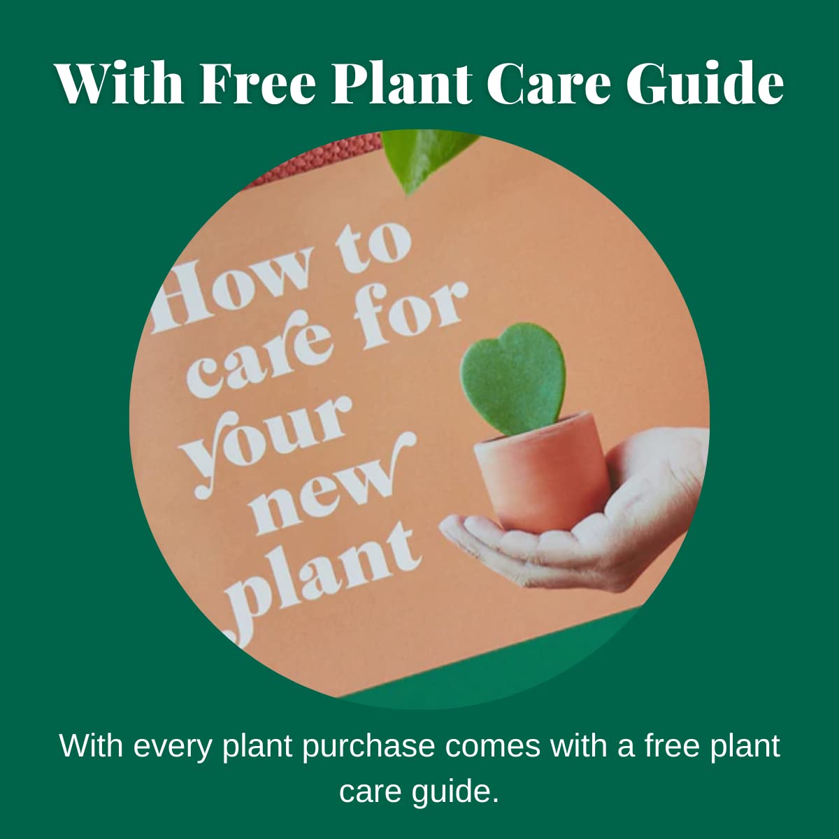 HOUSE PLANT SHOP | Spider Plant 'Bonnie' - 6" Pot | Live Indoor Plant | Easy to Care | Natural Décor Plant | Great Gifts| Free Care Guide