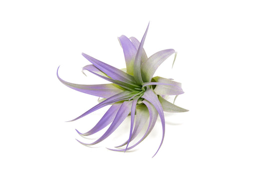 Purple Colorful Tillandsia Air Plants - Long Lasting Color Enhanced Live Tillandsia Succulent House Plants - Home and Garden Decor - Easy Care Indoor and Outdoor (Brachycaulos Abdita, Single)