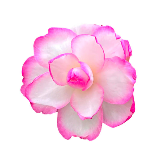 Bob’s Supreme Camellia – Evergreen Flowering Shrub with Large Red Blooms, Hardy Garden Plant for Borders, Containers & Landscapes (1 Gallon/Potted/Set of Two)