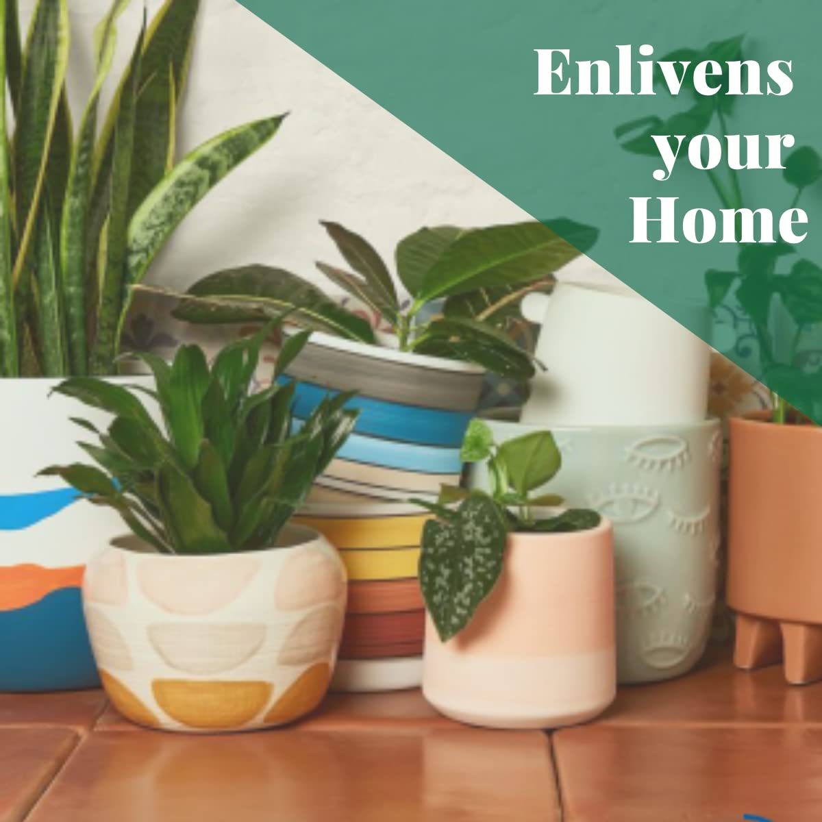 HOUSE PLANT SHOP | Spider Plant 'Bonnie' - 6" Pot | Live Indoor Plant | Easy to Care | Natural Décor Plant | Great Gifts| Free Care Guide