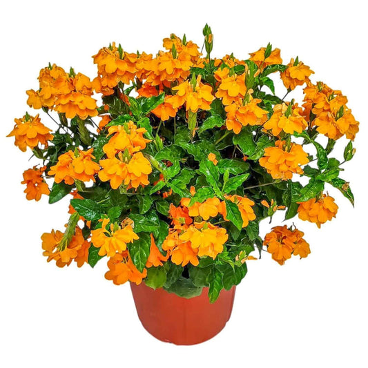 Crossandra Flower Plant Live - Orange Marmalade - 3 Gallon Pot - Overall Height 22" to 26" - Tropical Plants of Florida (Plant in Growers Planter)