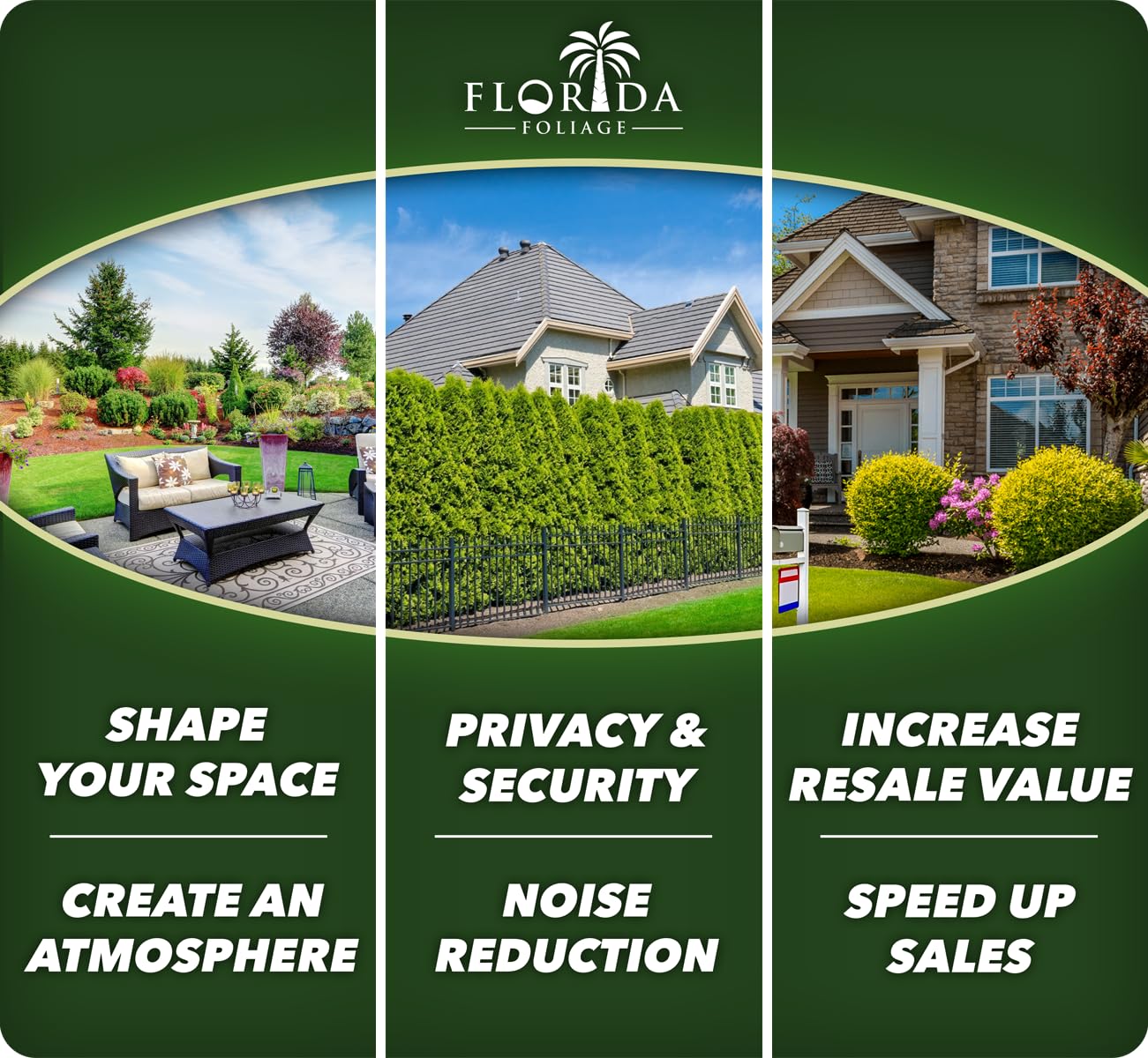 White Paw Fern | 20 Live Plants | Davallia Tyermanii | Indoor Outdoor Tropical Foliage | Fuzzy Root Houseplant | Exotic Decorative Greenery | Pet Safe