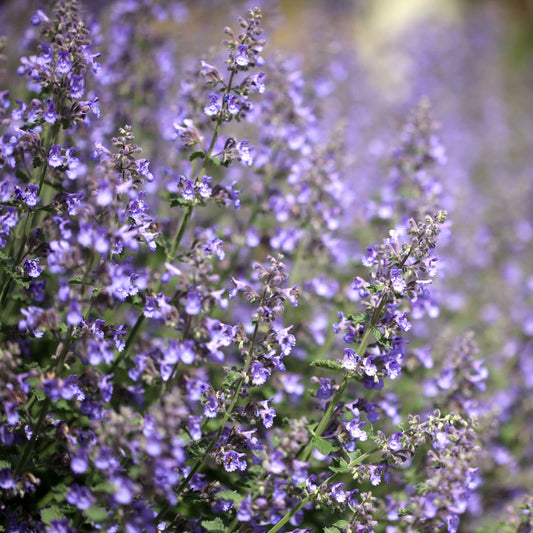 Clovers Garden Catmint (Nepeta) Plants – Two (2) Live Plants – Non-GMO - Not Seeds - Each 4" to 8" Tall – in 4" Inch Pots – Natural Mosquito Plant - Hardy Flowering Perennial Herb, Pollinator Favorite