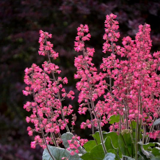Live Plant from Green Promise Farms - Proven Winners, Heuchera Dolce 'Spearmint' Coral Bells, Green/Silver Flowers - #1 Gallon Size Container