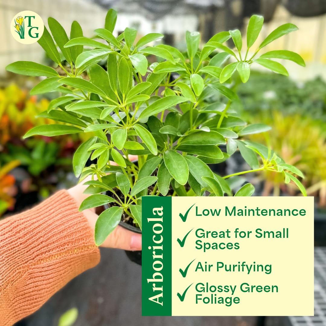 Thorsen's Greenhouse Live Arboricola Umbrella Tree Plant, Schefflera Arboricola, Natural Air Purifier, Easy to Grow, Live Indoor Houseplant, 6-inch Diameter (Growers Pot (6" Pot))
