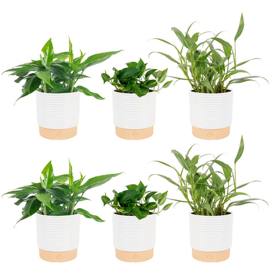 Costa Farms Pothos Live Plants (6-Pack), Devil's Ivy Assorted Varieties in Decorative Plant Pots, Easy Care Air Purifying Indoor Houseplants, Home or Office Decor, Housewarming Gift Set