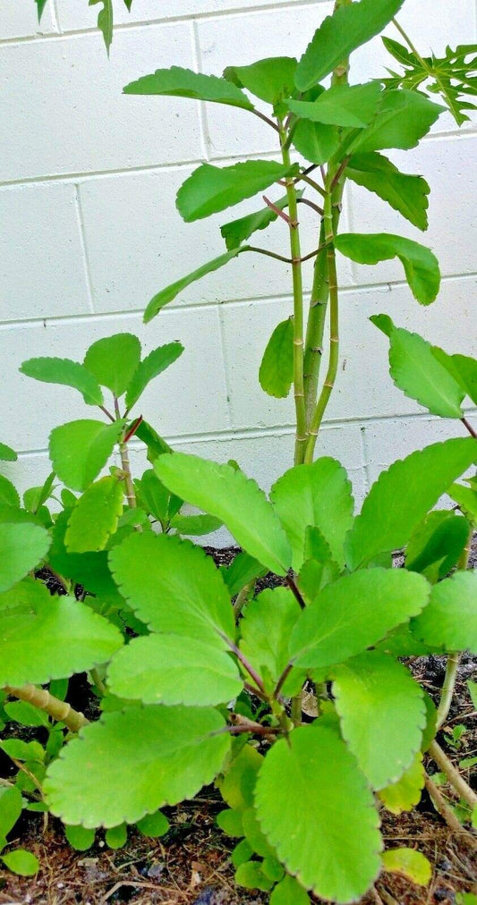 Kalanchoe Pinnata, Life Plant, Goethe, Miracle Leaf Rooted