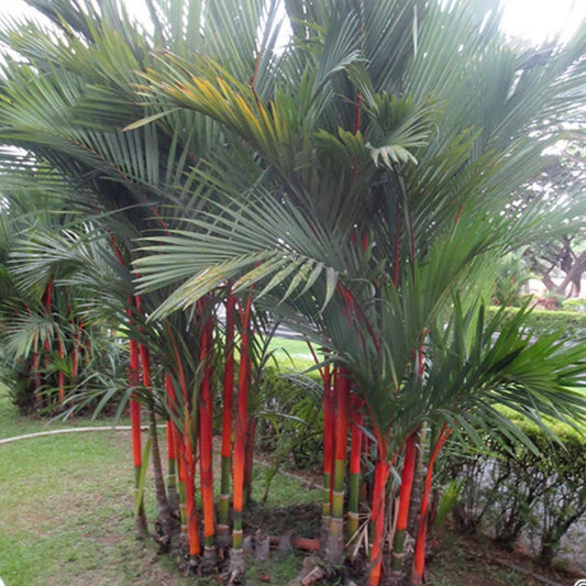 Live Palm Tree Plant in 3 Gallon Pot, Large Fully Rooted Size, Ready to Plant for Home Décor Indoor Outdoor Landscape, Rare Palm Trees, Red Lipstick Palm