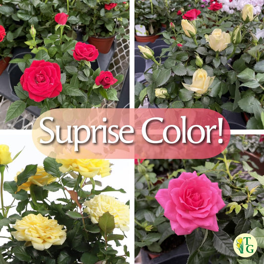 Thorsen's Greenhouse Mini Rose Bush, Spring Blooming Live Plant, Suprise Bloom Color, 4" Diameter Plant (Nursery Pot)