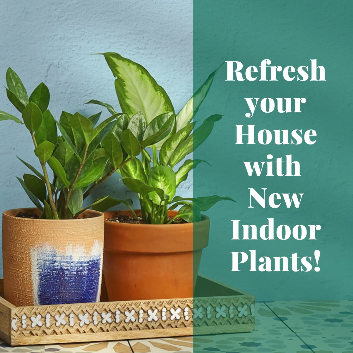 HOUSE PLANT SHOP | Spider Plant 'Bonnie' - 6" Pot | Live Indoor Plant | Easy to Care | Natural Décor Plant | Great Gifts| Free Care Guide