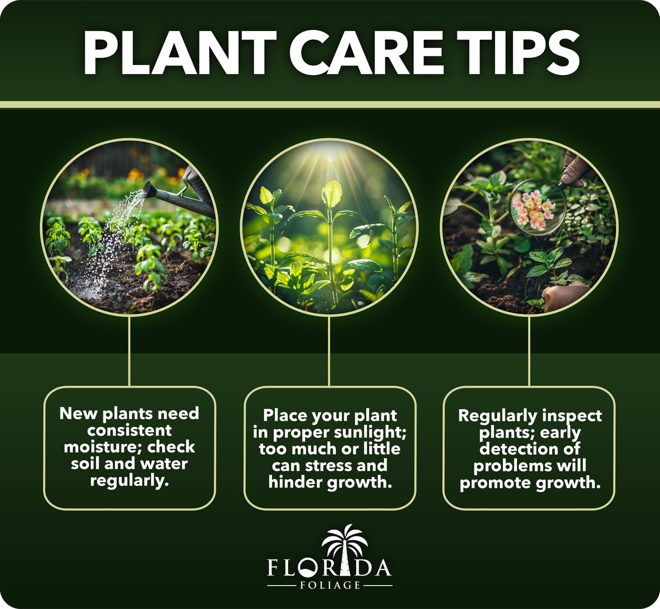 Ajuga Chocolate Chip | 3 Live Plants | Ajuga reptans | Ground Cover Perennial | Pathways and Gardens, Blue Flowers, Drought Tolerant, Easy to Grow, Fast Spreading, Low Maintenance