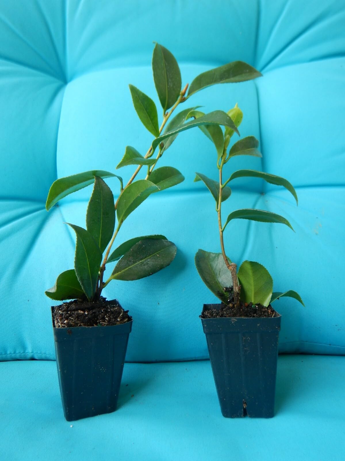 Live Plant - Kick Off Bicolor Bloom Camellia Japonica-Live Starter Plant