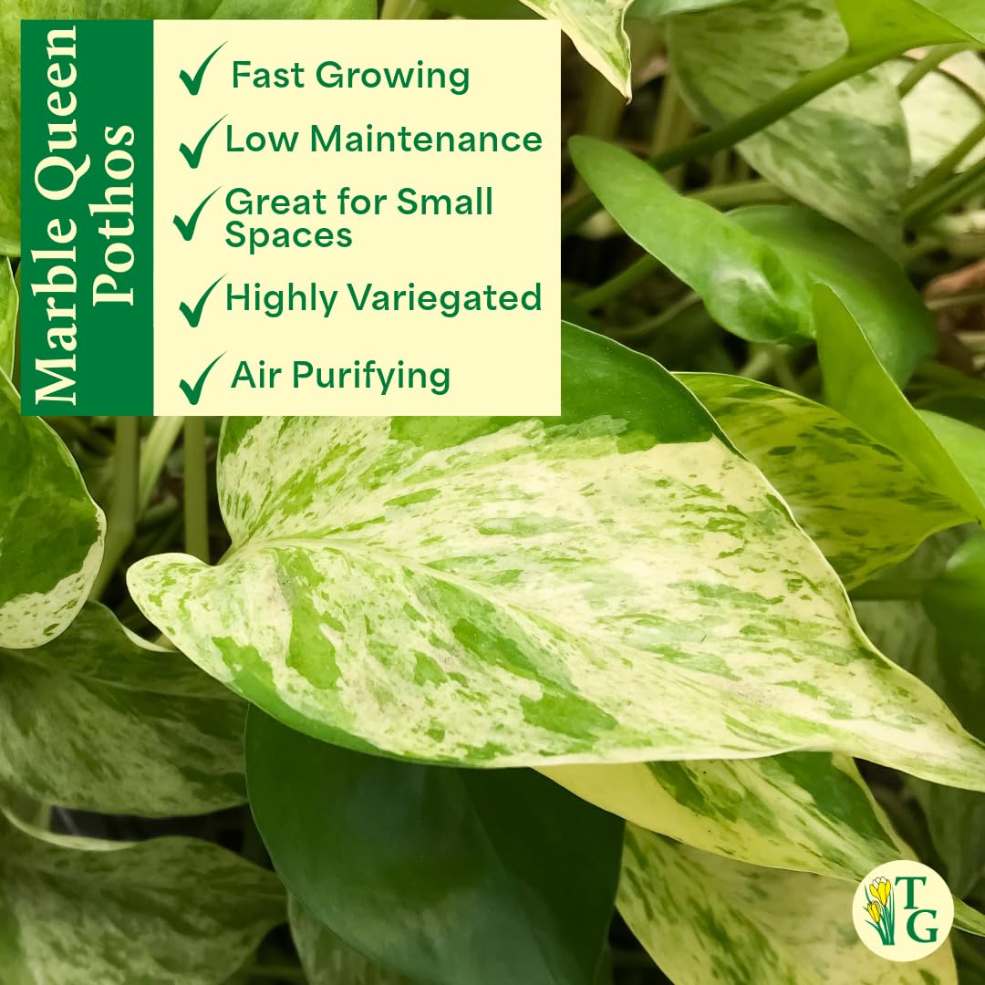 Thorsen's Greenhouse Marble Queen Pothos, Live Indoor Plant, Easy to Grow, Rare Variegated Houseplant, Natural Air Purifier, 4-inch Diameter Pot (Gold)