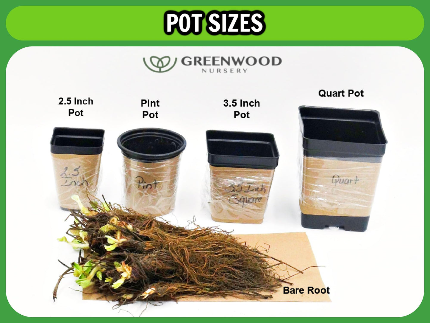Greenwood Nursery: Live Ground-Cover Plants - English Ivy + Hedera Helix - [Qty: 25 Bare Roots] - (Click for Other Available Plants/Quantities)
