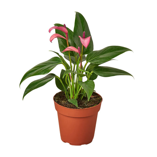 Anthurium Purple | Live Plant for Indoor & Outdoor | for Living Room, Office, Bathroom | (4" Pot)