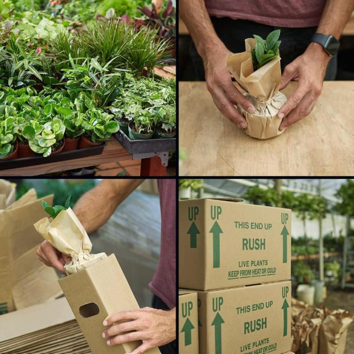 Calathea 'Green Goddess' Size: | Live Plant for Indoor & Outdoor | for Living Room, Office, Bathroom | (4" Pot)