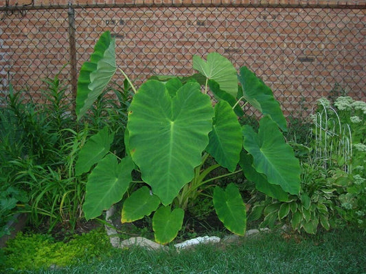 6 Live Colocasia Esculenta Elephant Ear Taro Gabi Kalo Eddo Bulbs #TSMN