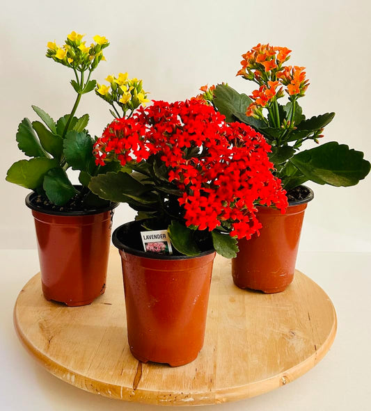 Kalanchoe Live Succulent Plants, Assorted Colors, 3 Pack, Potted Indoor Flowering Plants (Variety)