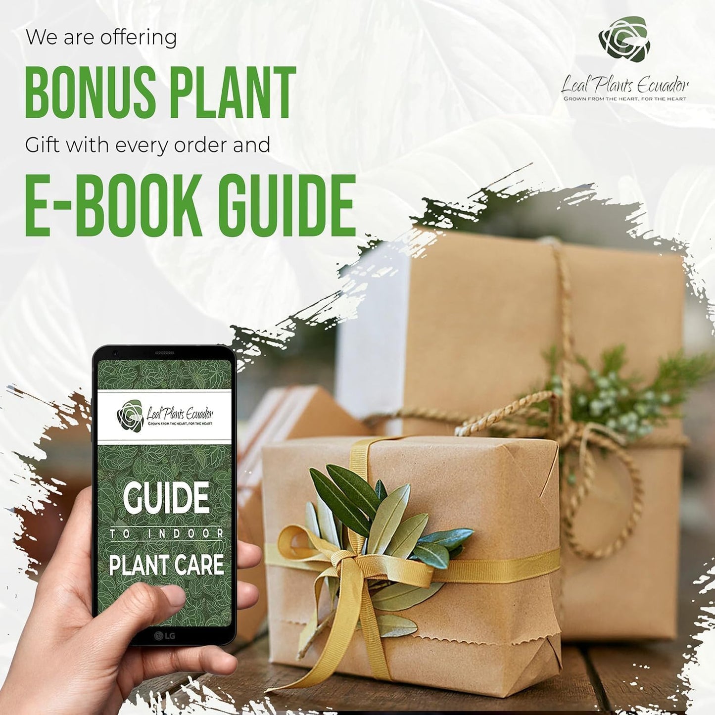 LEAL PLANTS ECUADOR Philodendron Melanochrysum|Exotic Indoor Houseplant for Living Room | Live Philodendron Plant |Beautiful Dark Melanochrysum for Home Decor