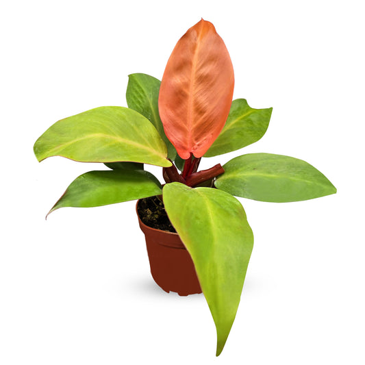 Bumble Plants Philodendron Prince of Orange [Winter Thermal Packaging Included] | Vibrant Indoor Plant with Unique Orange | Perfect for Home Office Decor | Easy Care Houseplant for Home Décor